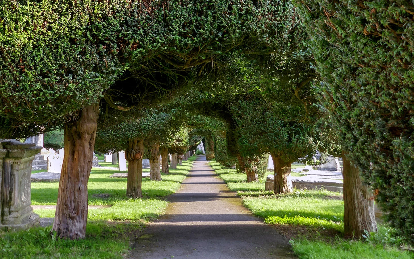 Yew trees in the courtyard of St Mary's Church, Painswick