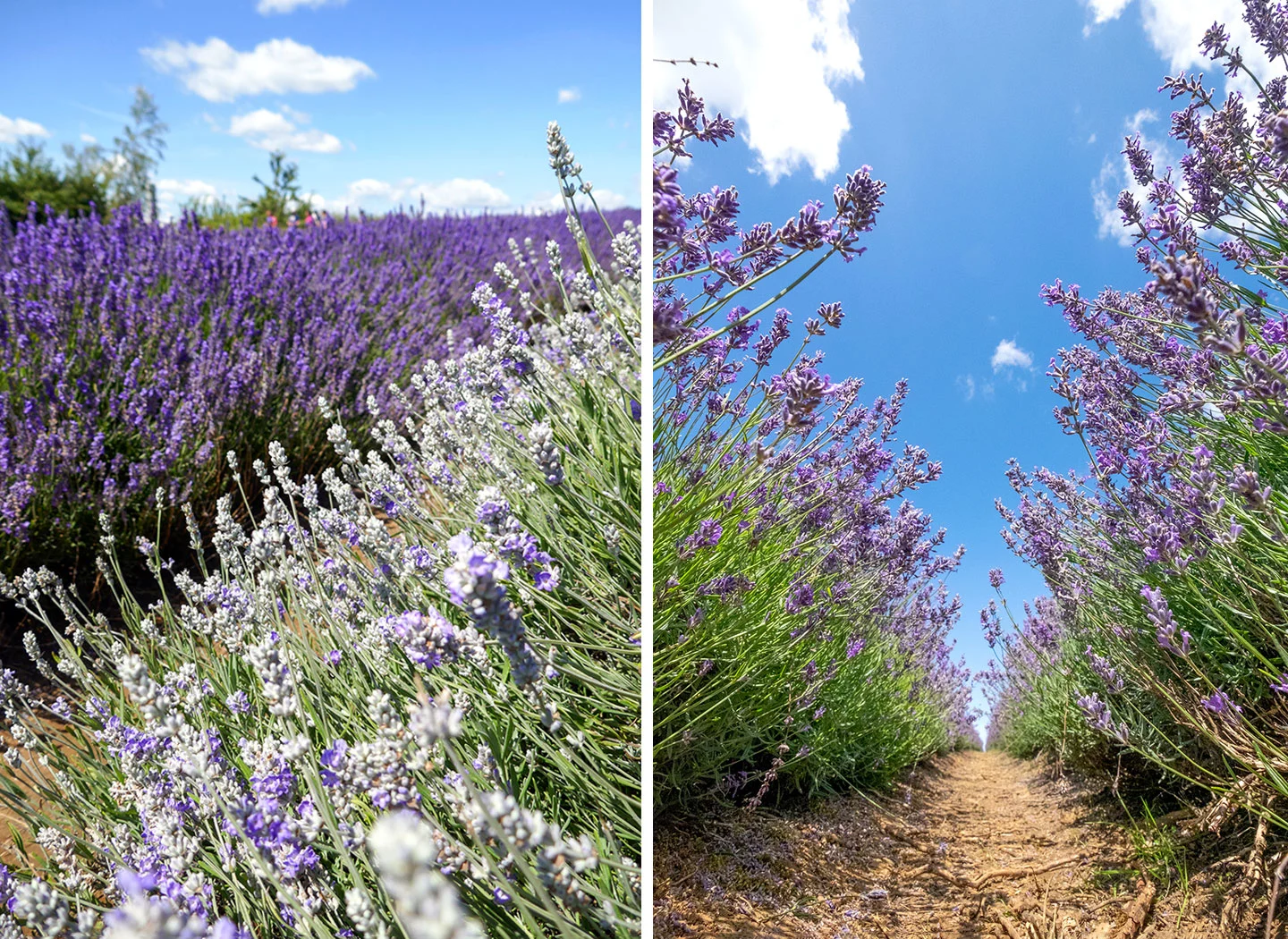 Purple and white varieties of lavender