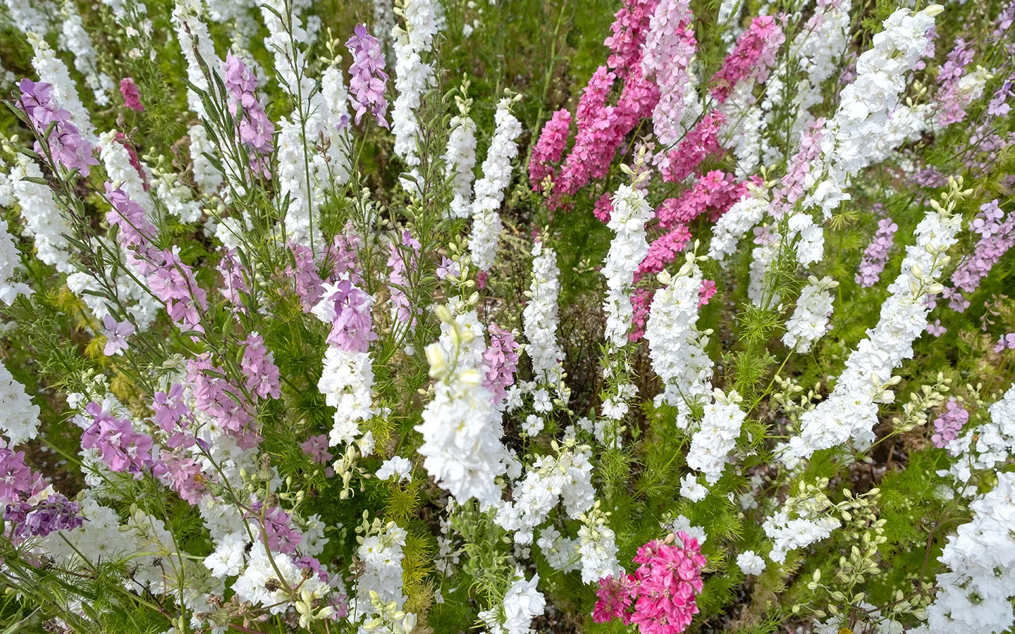 The flowers from above