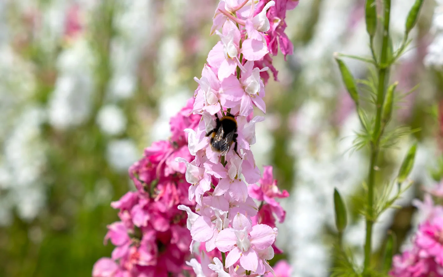 Bee on the confetti flowers