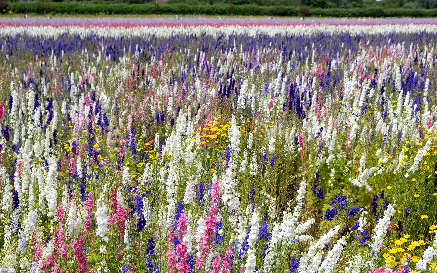 Colourful stripes of flowers from above