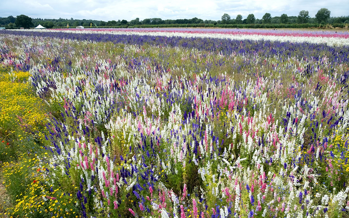 The Cotswold Confetti Field from above