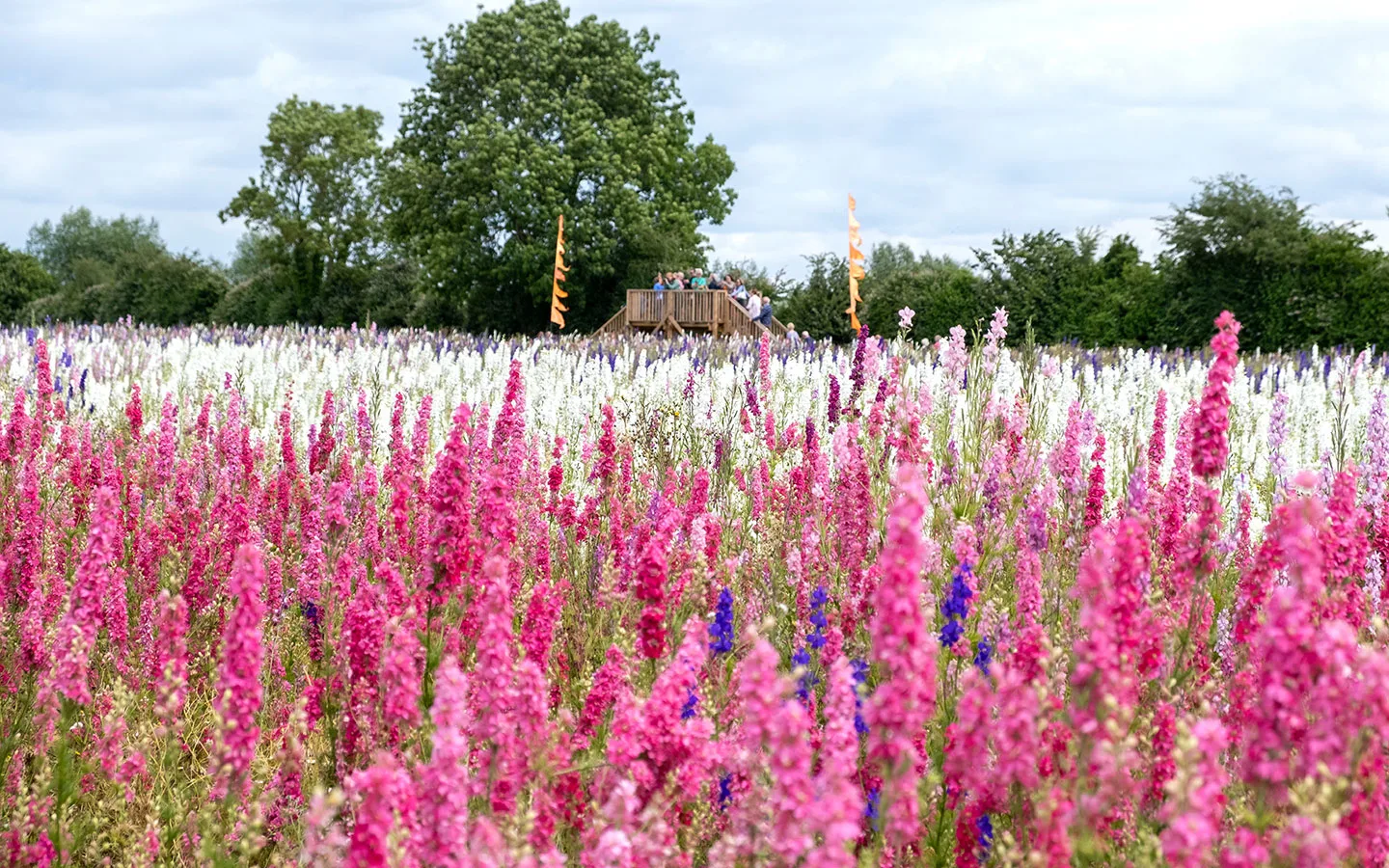 Elevated platform in the Pershore confetti fields