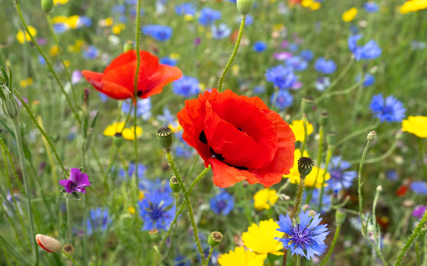 Wildflowers