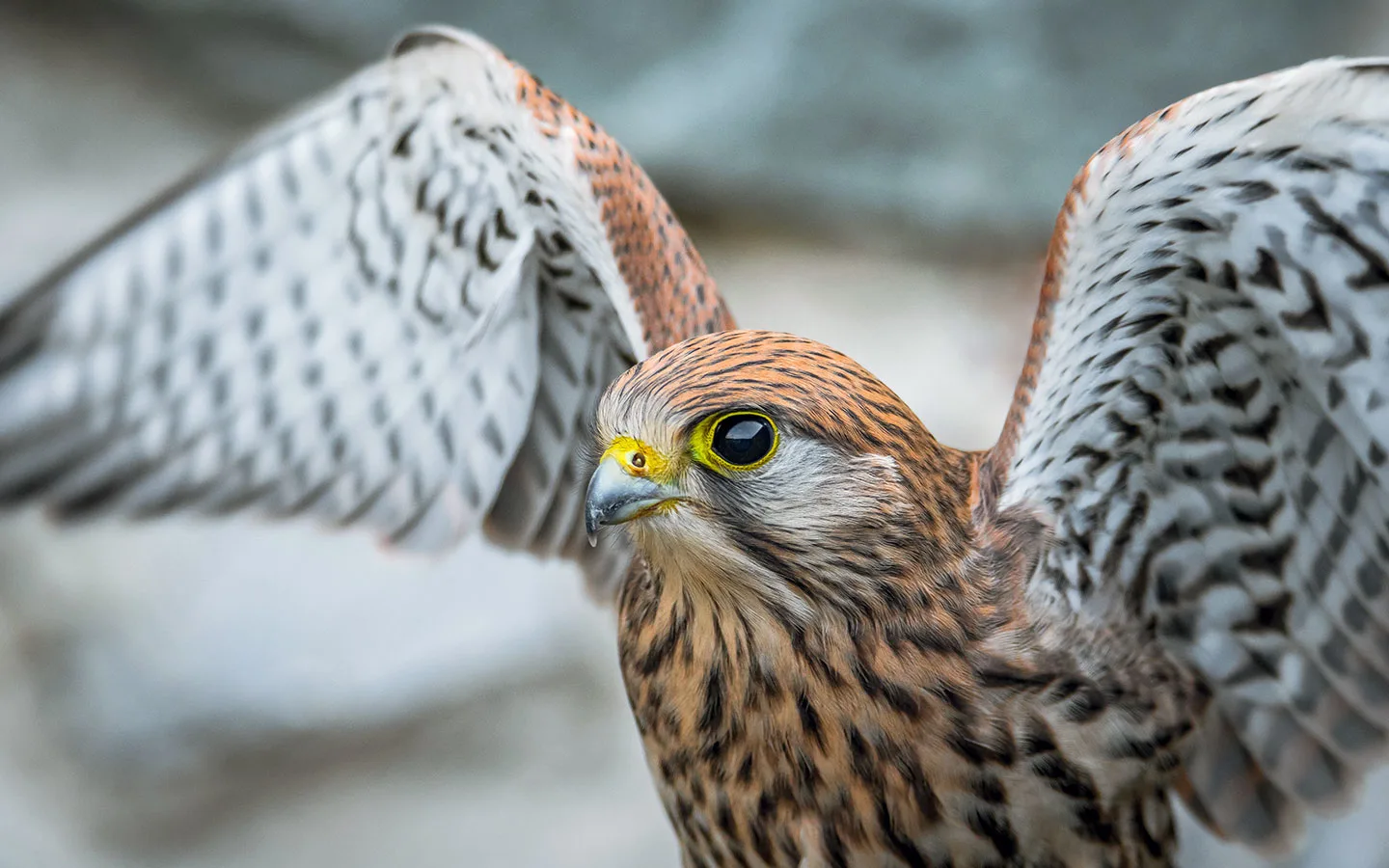A Common Kestrel at Cotswold Falconry, things to do in Moreton-in-Marsh