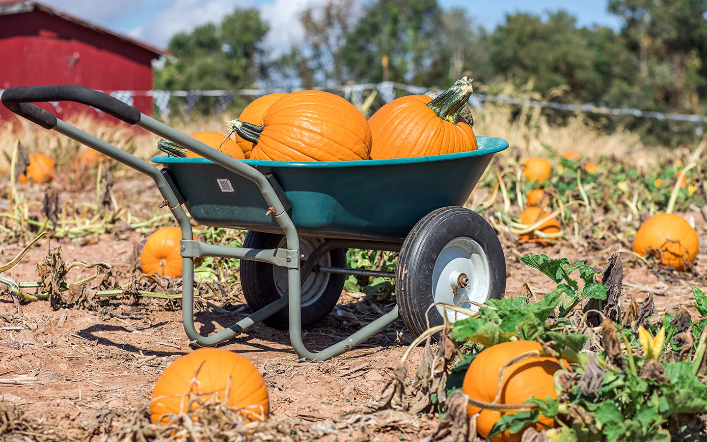 Pumpkin picking at Halloween in the Cotswolds