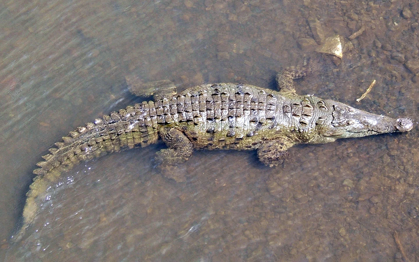 Crocodiles of the World in Burford