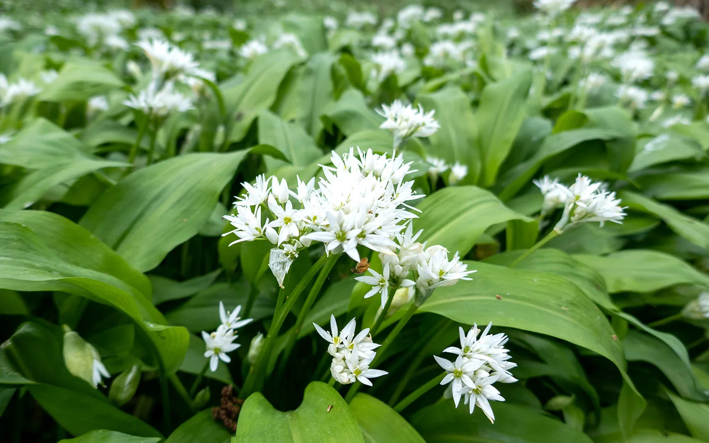 Wild garlic in woodland near Newark Park in the Cotswolds in spring