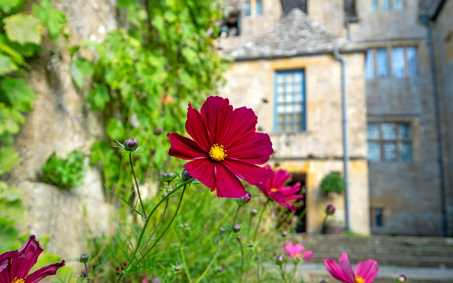 Flowers at Snowshill Manor and Gardens