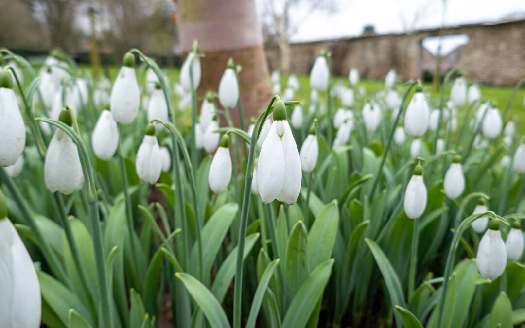 The best places to see snowdrops in the Cotswolds [2026]