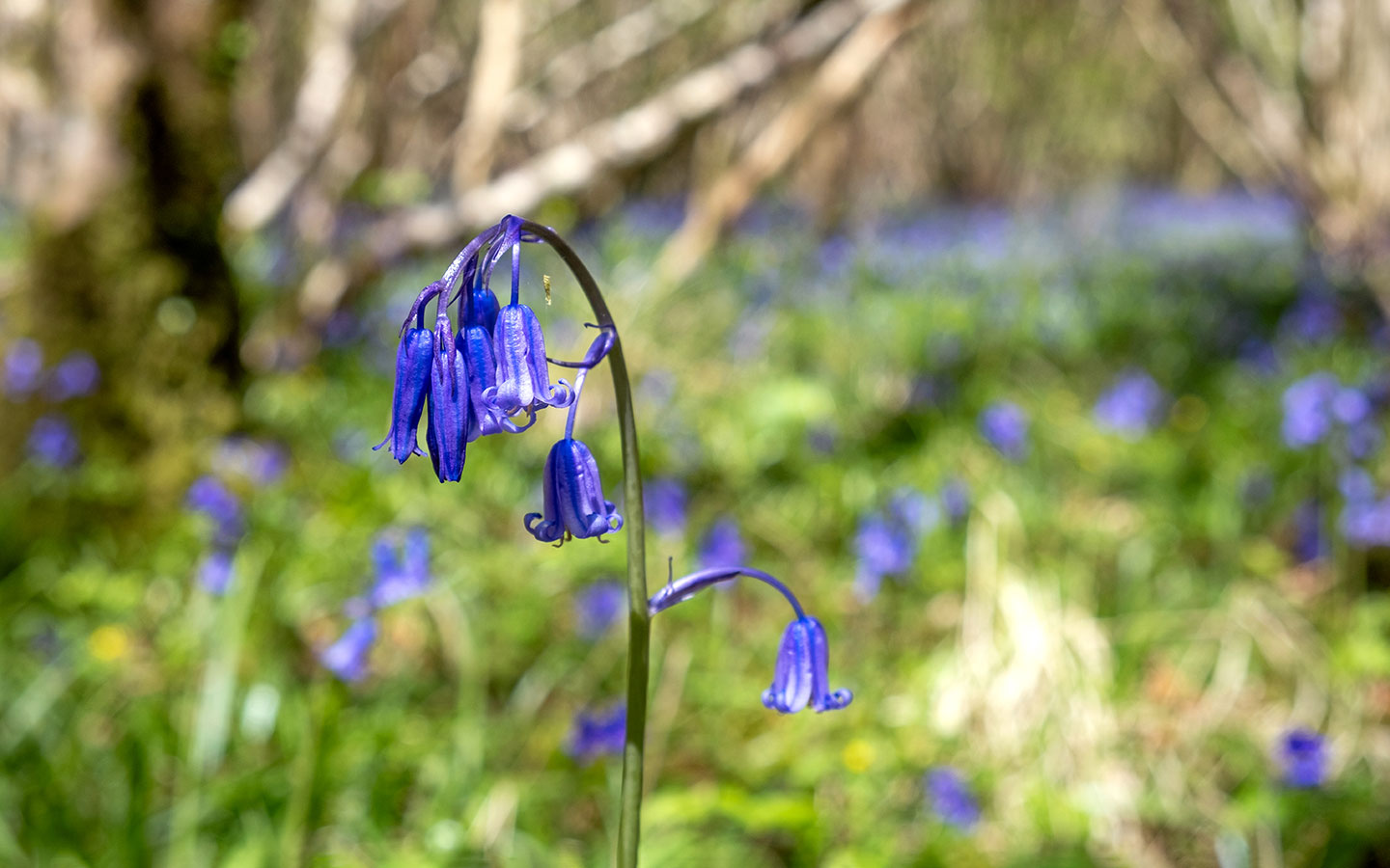Bluebells in the Cotswolds in spring at Siccaridge Wood