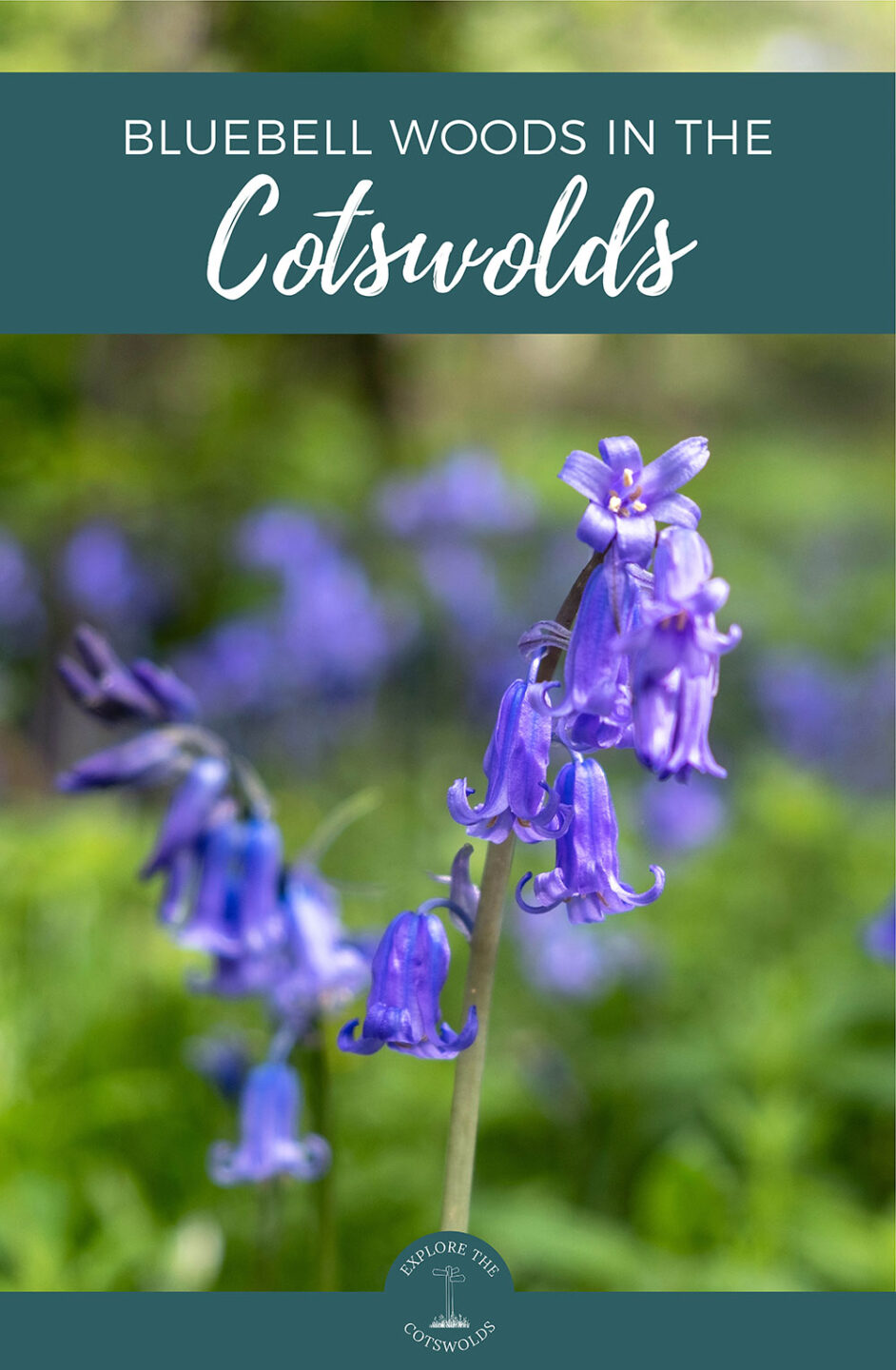 The best places to see bluebells in the Cotswolds – where to see these beautiful spring flowers in the Cotswolds' ancient woodlands, including Foxholes Nature Reserve Woodchester Park and Westonbirt Arboretum | Bluebells in the Cotswolds | Cotswolds bluebell woods | Spring in the Cotswolds