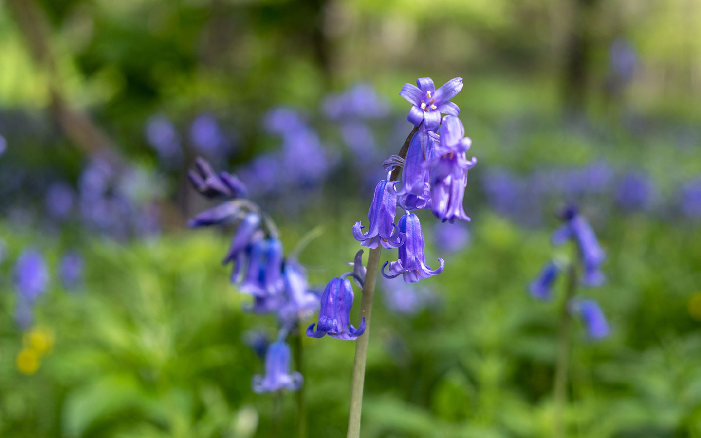 The best places to see bluebells in the Cotswolds