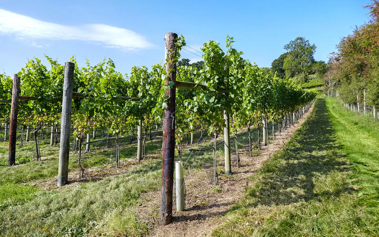 Woodchester Valley Vineyard's vines
