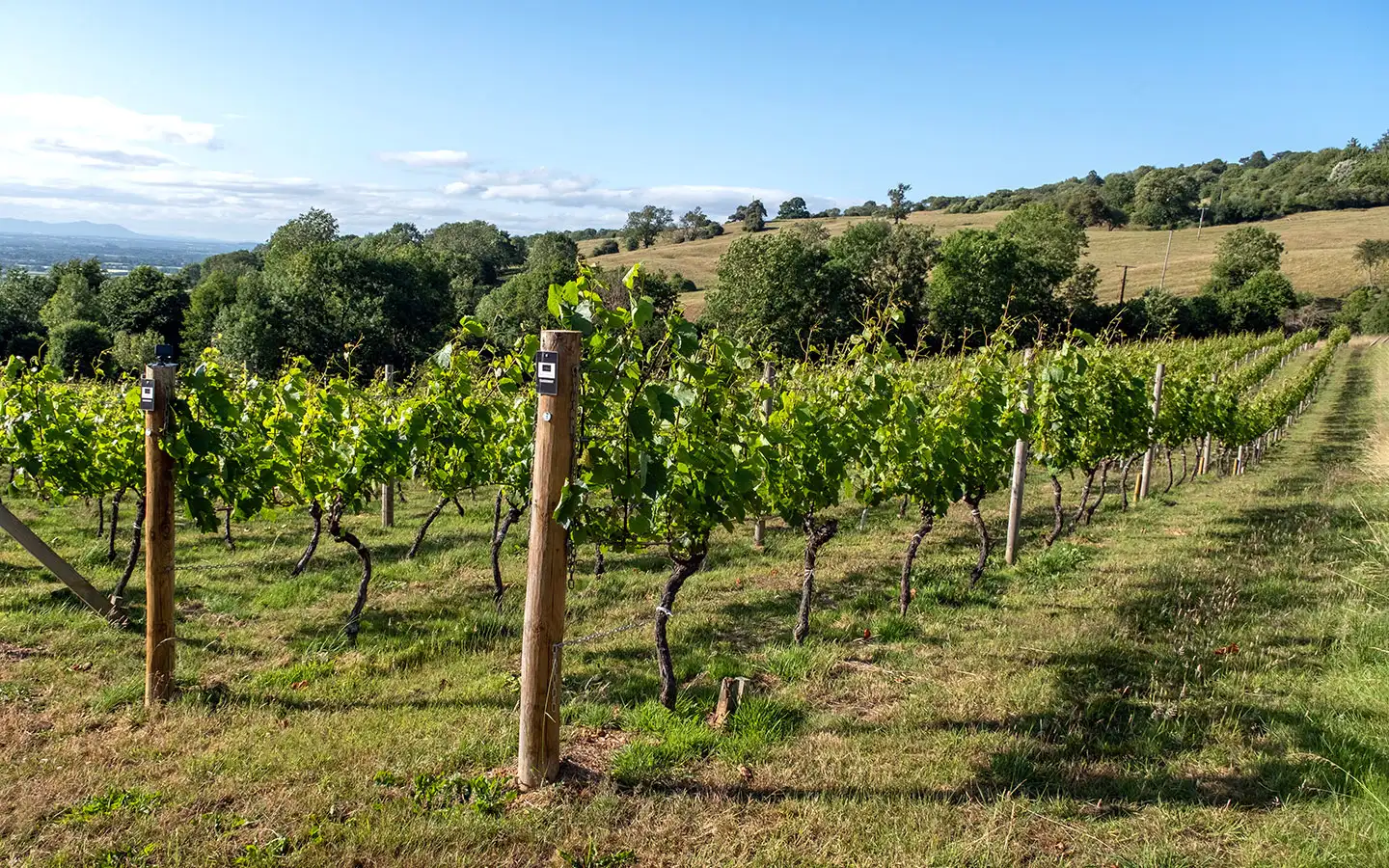 The best wine tours and vineyards in the Cotswolds