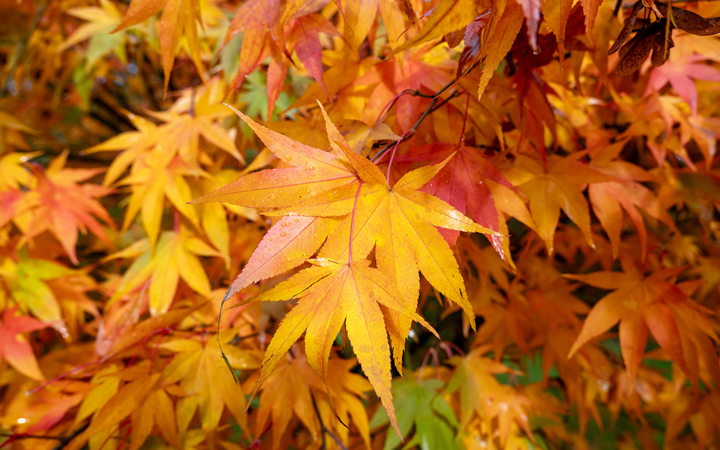 Autumn leaves in the Cotswolds
