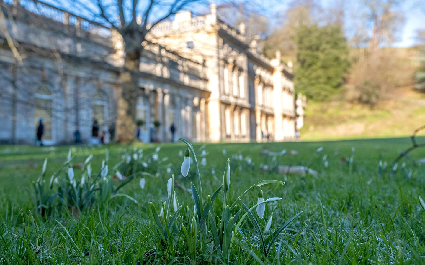 Dyrham Park snowdrops