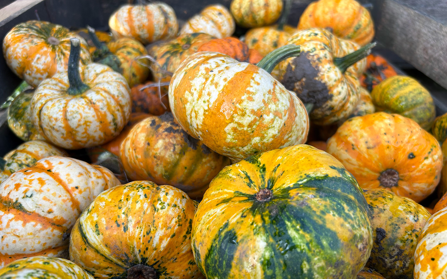 Pumpkin patch