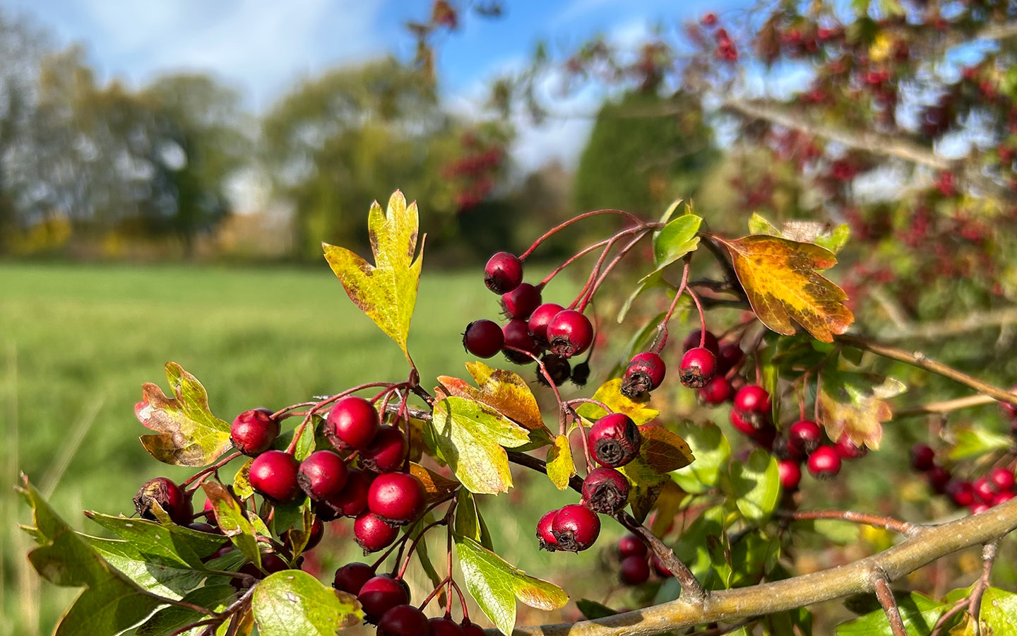 Colourful berries in autumn