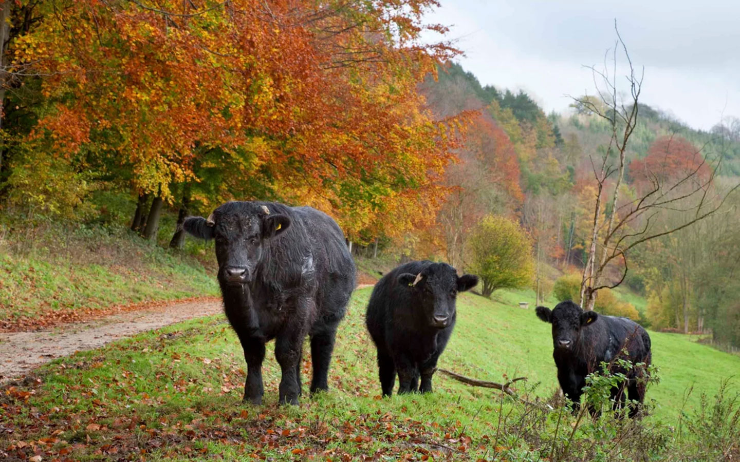 Belted Galloway cattle at Woodchester Park, autumn walks in the Cotswolds